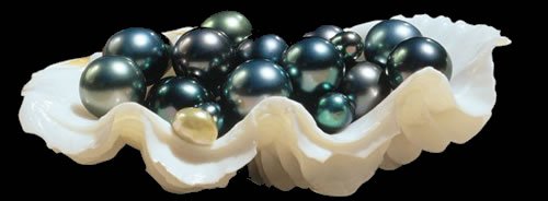 pearlsinshell-Black pearls