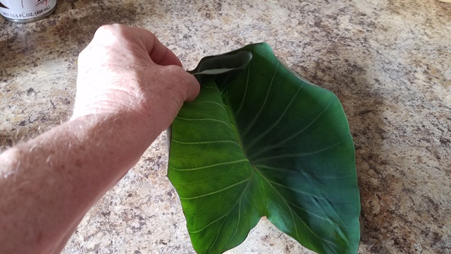 Folding the taro leaf