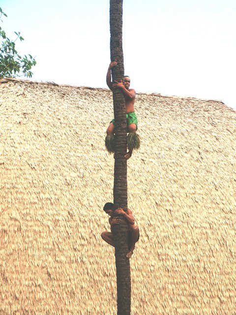 Photo of Samoan villages climbing a coconut tree at The Polynesian Cultural Center
