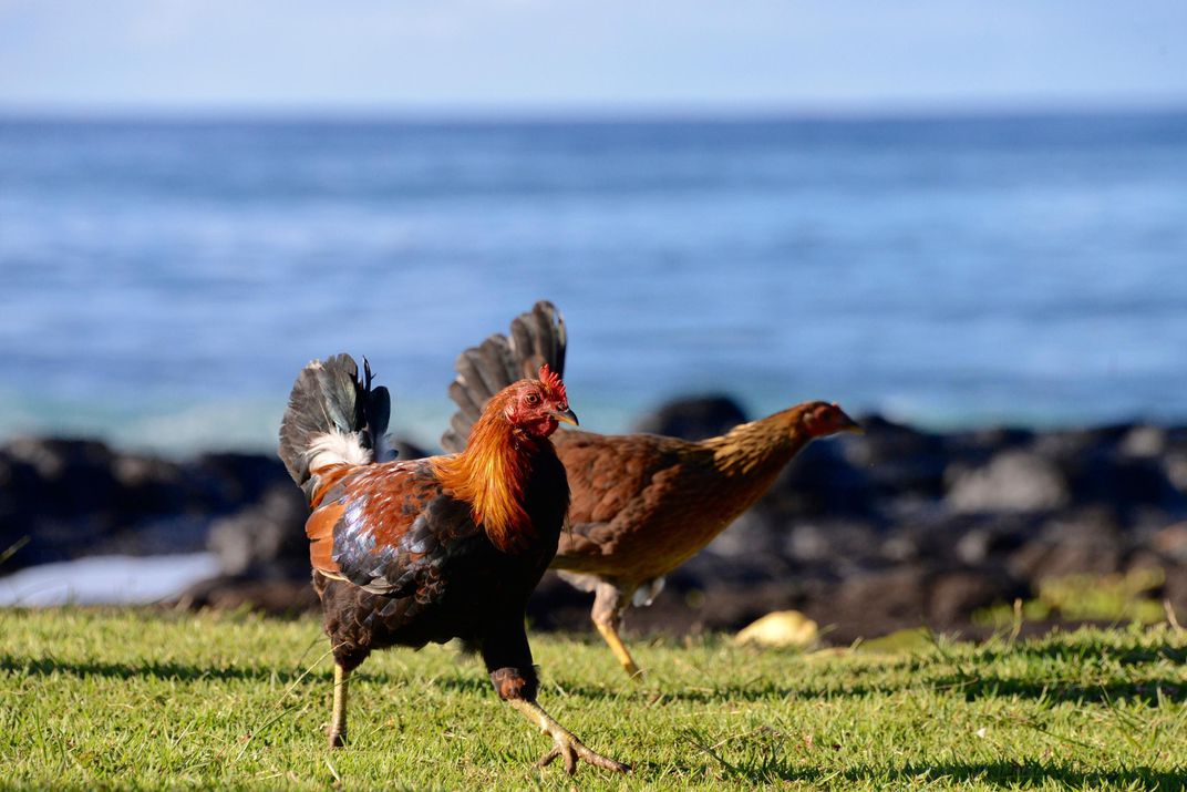 photo of chickens by the beach in Hawaii
