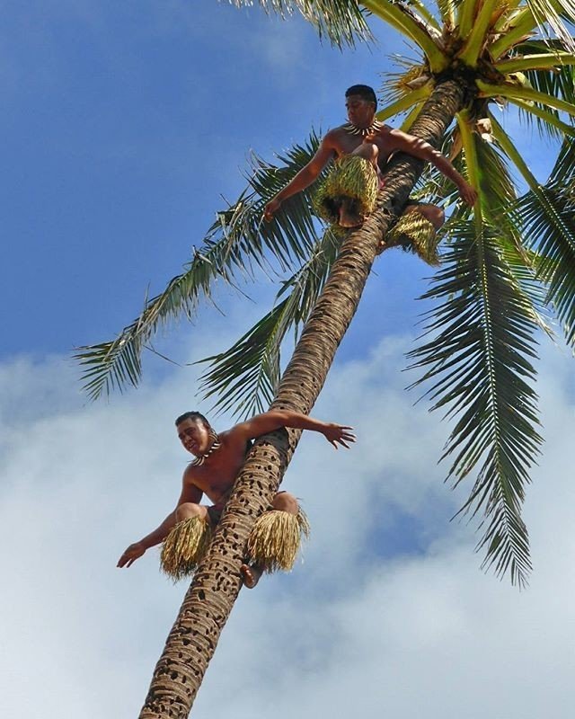 Man climbs coconut tree in the Samoan Village