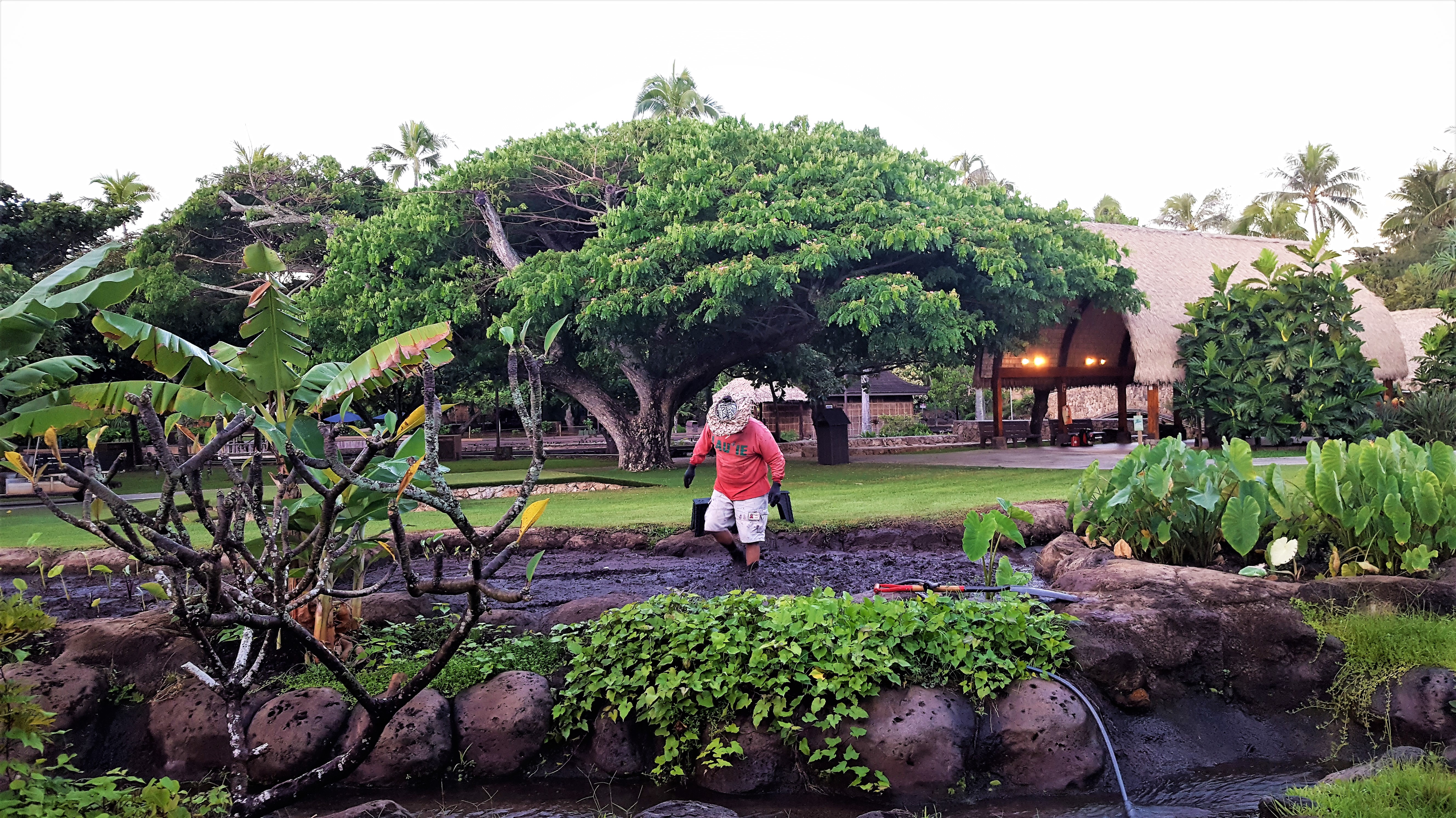 Photo of Lono Logan in the loi field of the Hawaiian Village at the Polynesian Cultural Center