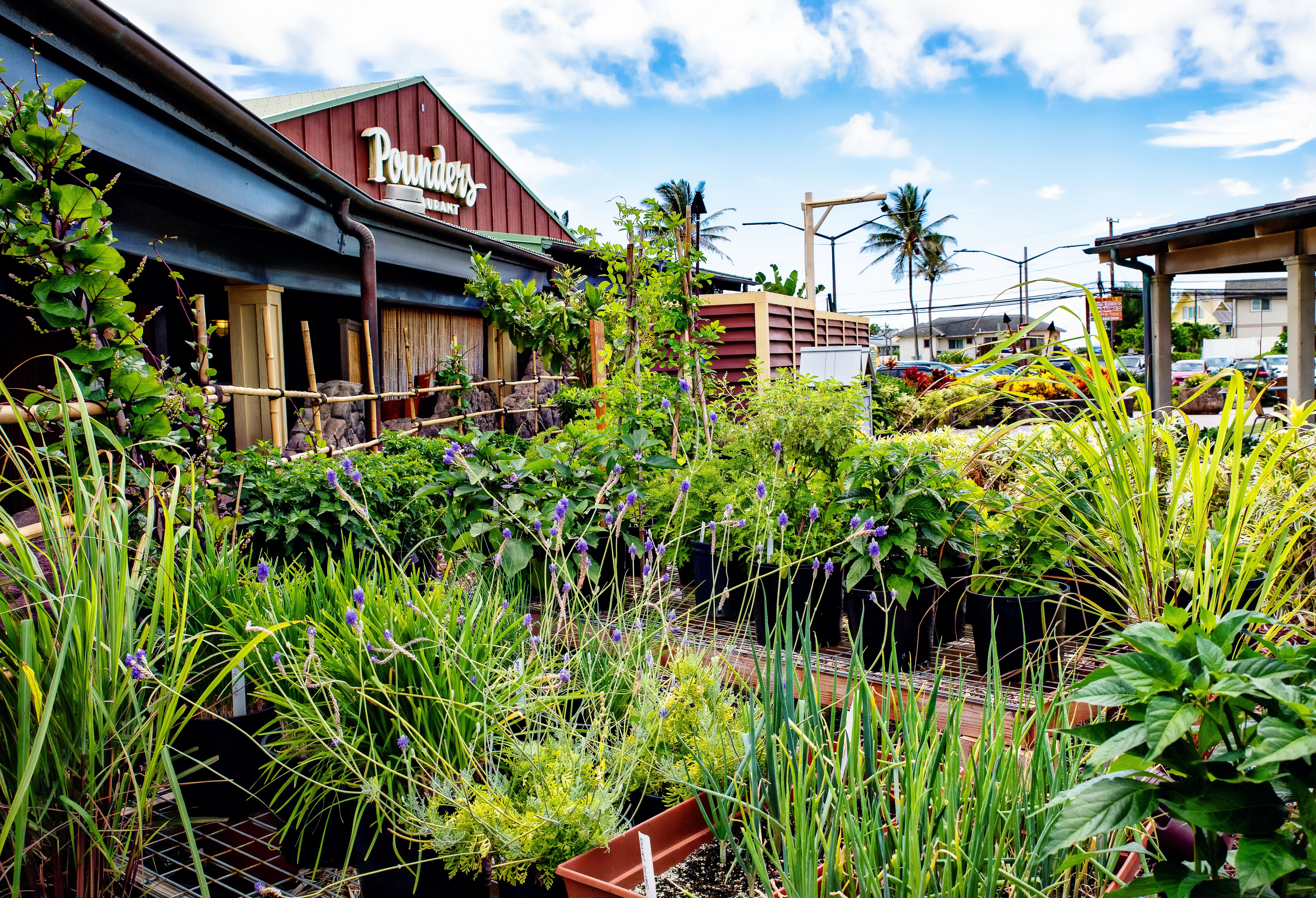 Photo of the garden area for Pounders Restaurant at the Hukilau Marketplace
