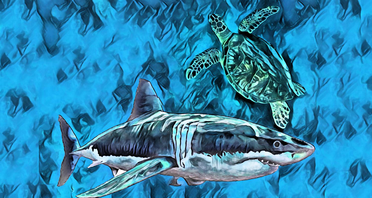 Artistic rendition of Samoa legend of the turtle and shark
