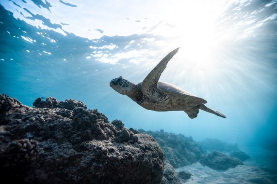 turtle or honu swims in the waters surrounding all of the Hawaiian islands