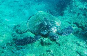 photo of a turtle in the ocean