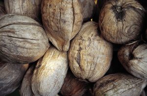 photograph of unshelled coconuts