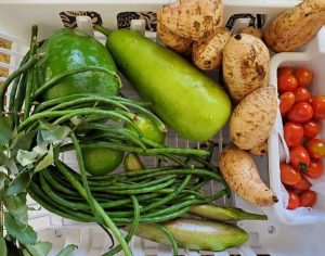 peppers, string beens, Okinawa potatoes and hot peppers recently picked and washed