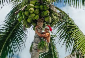 image of a man climbing the coconut tree