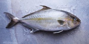 kampachi fish
