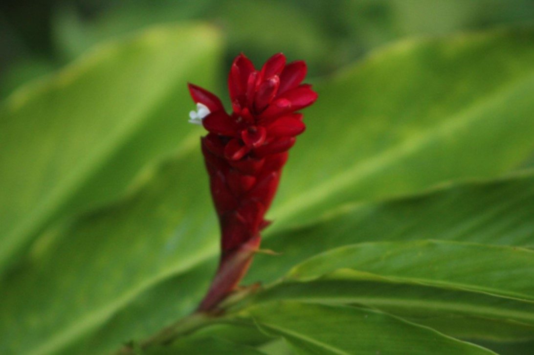 photo of red ginger