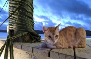 Cook Islands Aitutaki Cat on porch