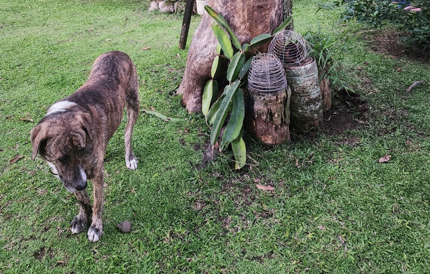 Cook Islands Brown Dog