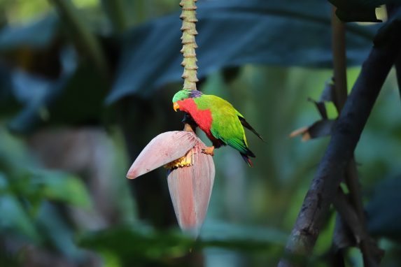 Cook Islands colorful bird