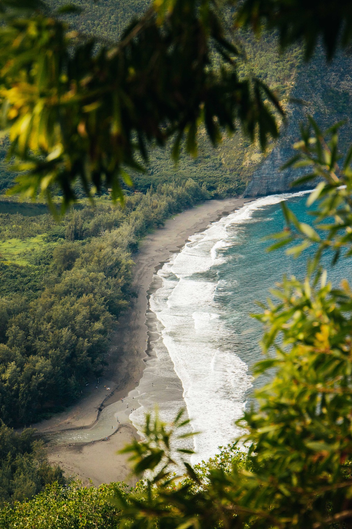 Tropical vegetation borders a beach, as ocean waves lap the shore