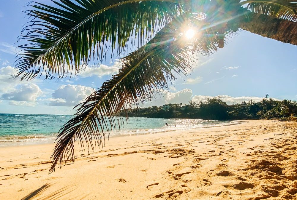 Palm tree overhangs a beach with sun shining through its branches