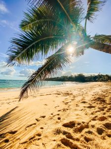 Palm tree overhangs a beach with sun shining through its branches