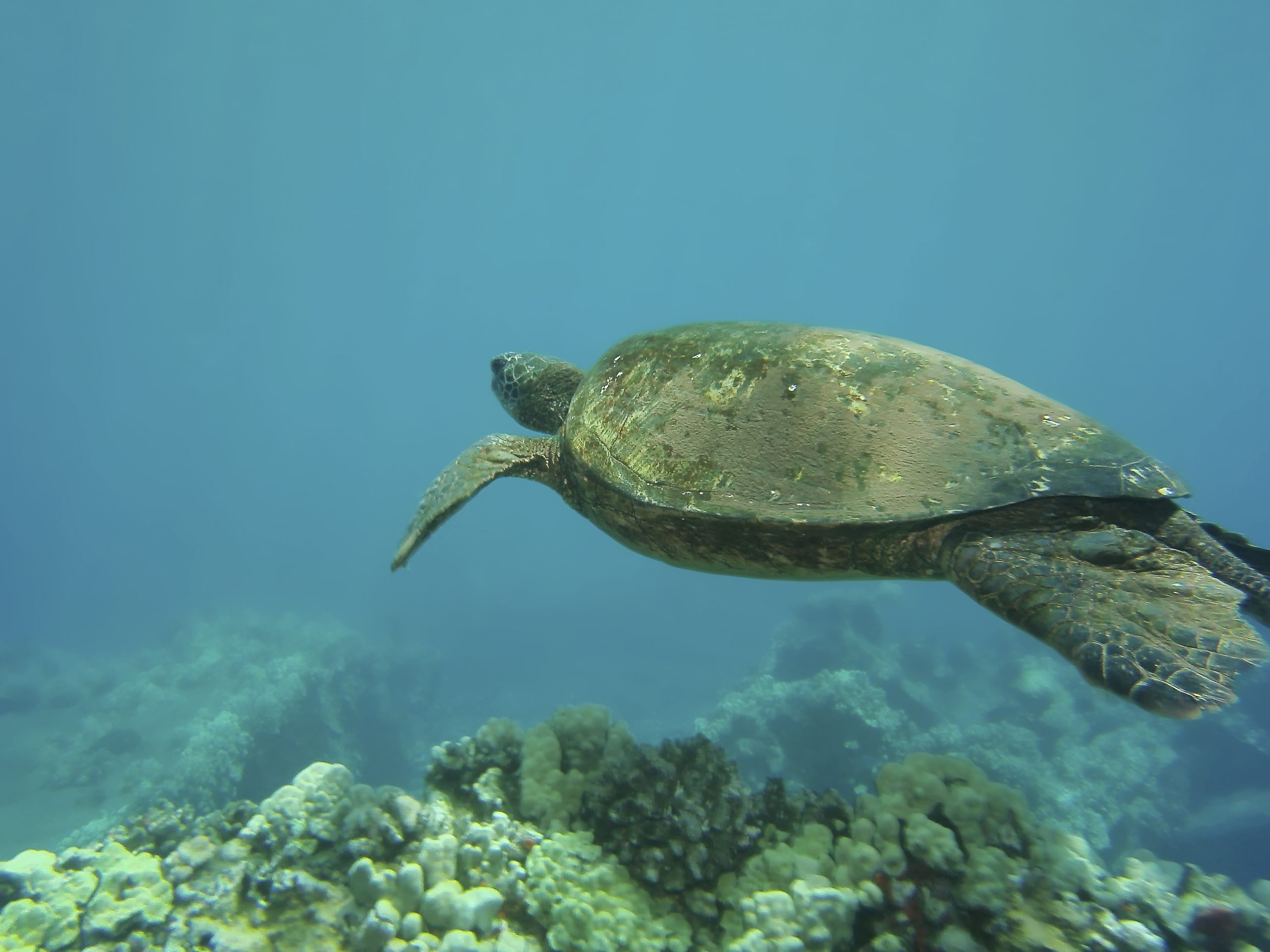 Sea turtle swimming over a coral reef. Light filters from above.