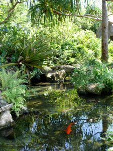 Lush foliage around pond with koi fish in it