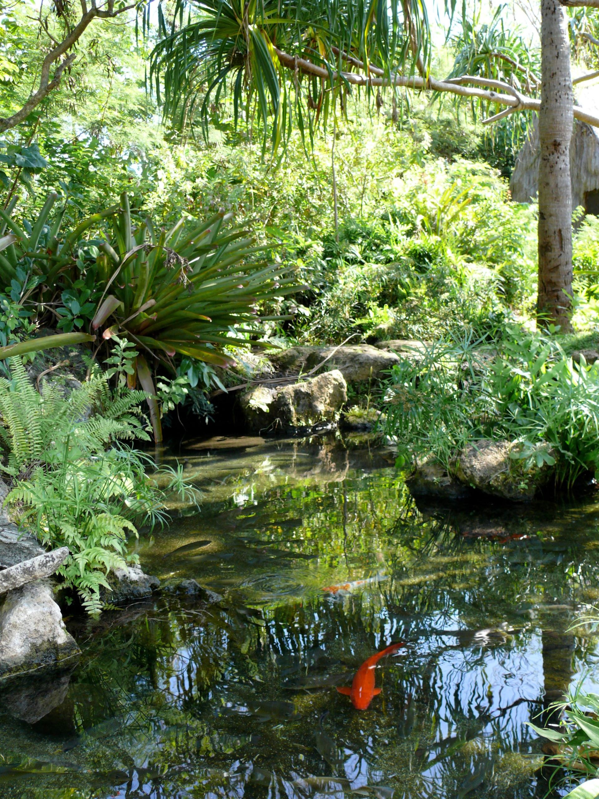 Lush foliage around pond with koi fish in it