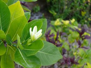 Bright green leaves house a delicate white flower.
