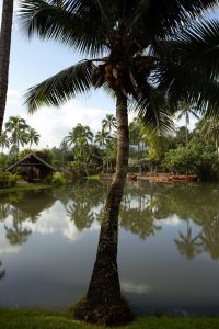 Palm tree reflected in a still pond.