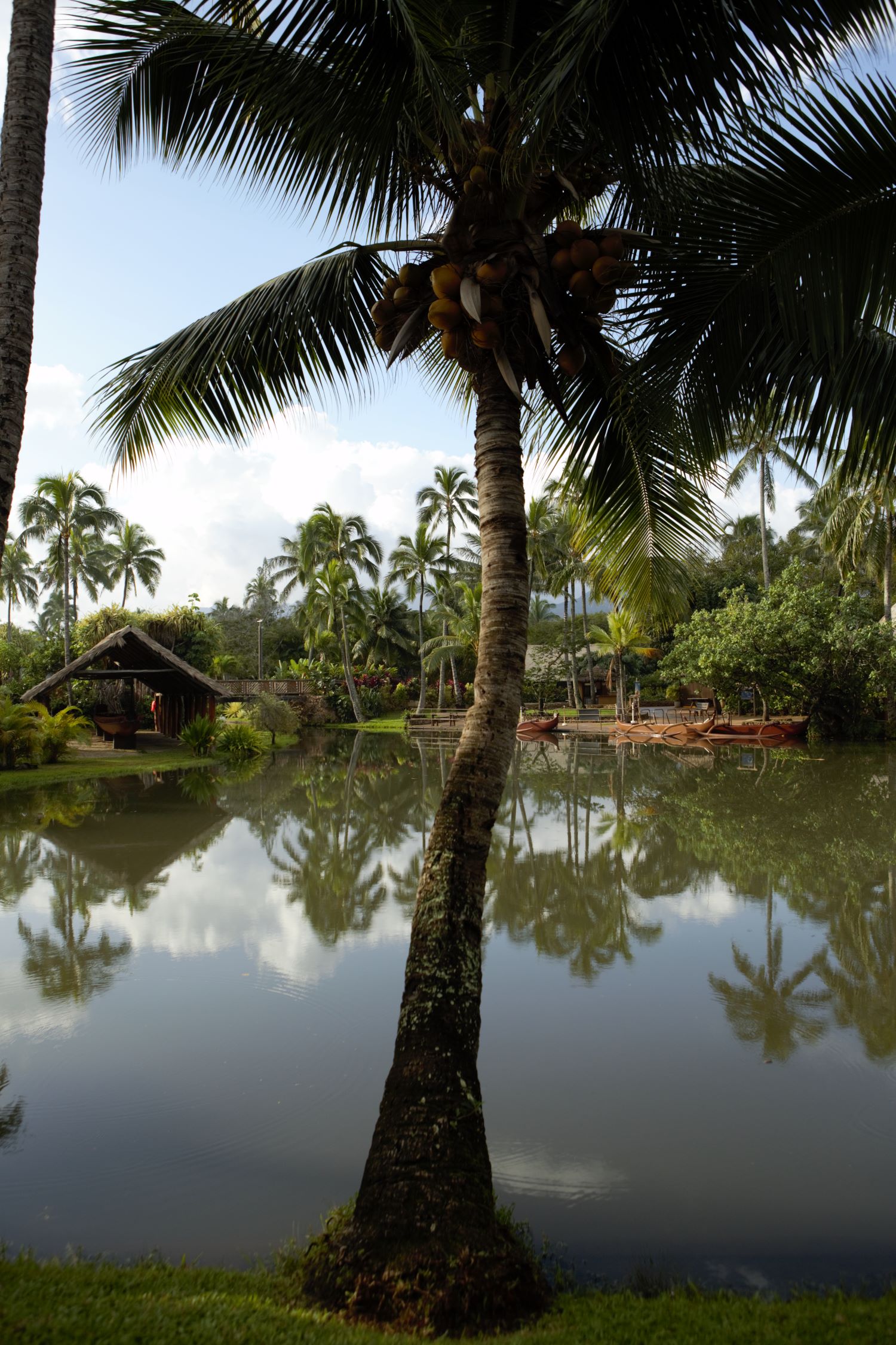 Palm tree reflected in a still pond.