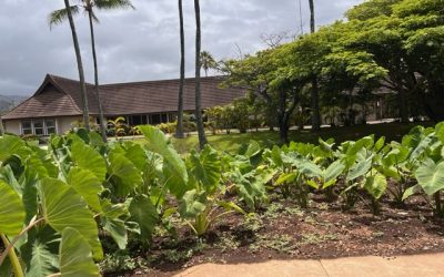Kalo (Taro): The Root of Hawaiian Culture