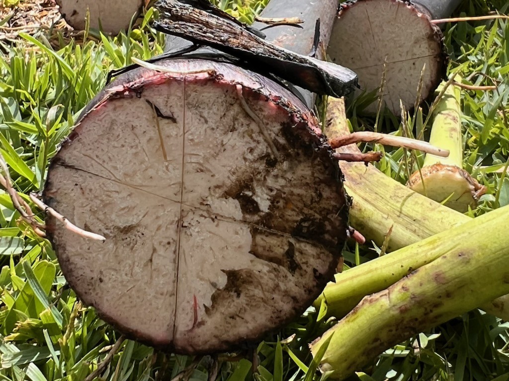 Kalo huli