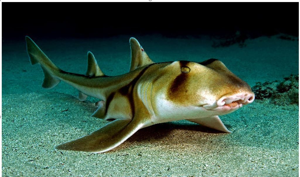 Shark on the sea floor