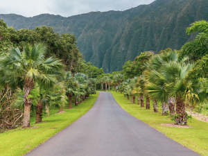 A straight road surrounded with trees and mountains.
